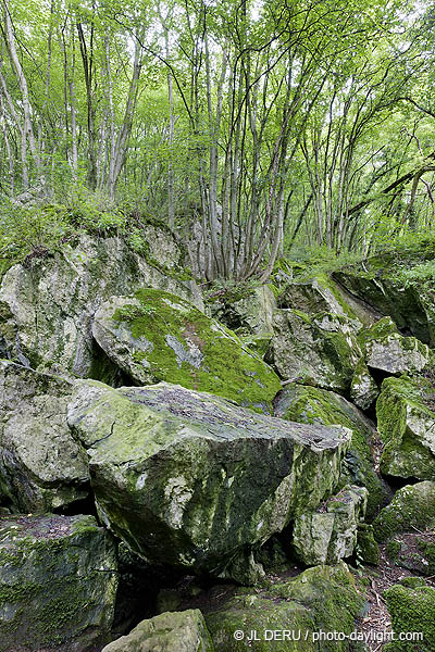 bois et rochers
wood and rocks